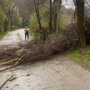 Дърво се срути на алея в Ловеч