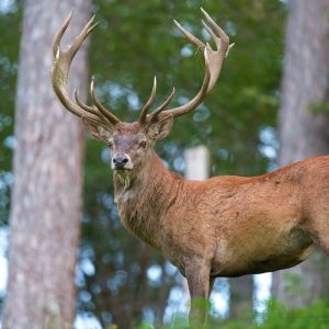 Незаконно убит елен край Априлци