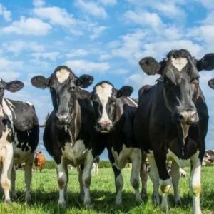 Откраднаха 12 животни от Брестница